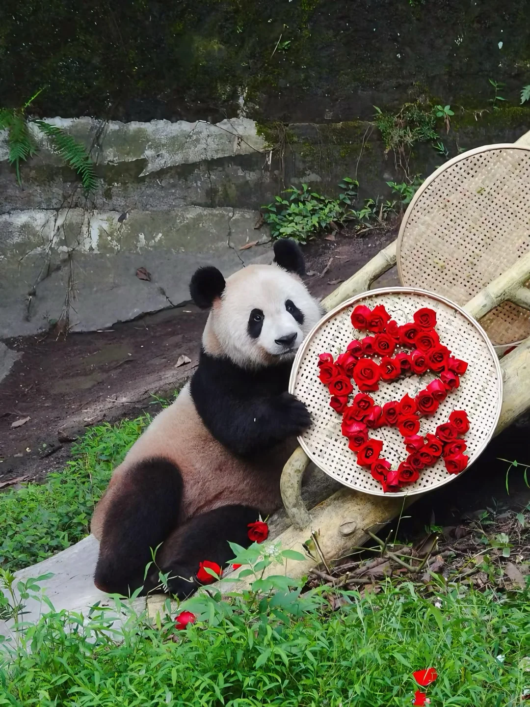 1-Hour Whirlwind Tour of Chongqing Zoo's Panda House 🐼⏰